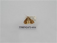 藏品(褐白豔苔蛾)的圖片